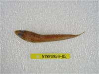 藏品(鬚棘吻魚)的圖片